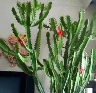 客厅养上“3种花”,大气又美观,关键“旺财又养人”,值得养2盆