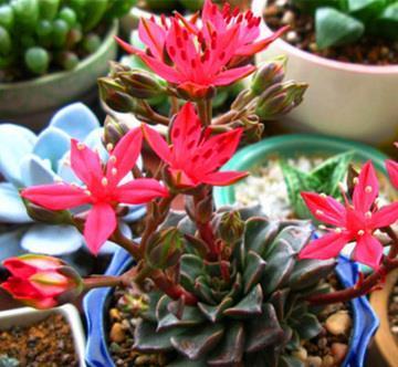 植物|此款多肉植物,冷门不受欢迎,看过它开花才后悔,原来是花仙子