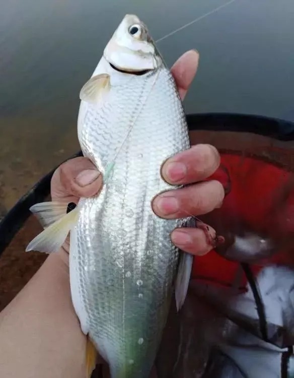 趋温性|入冬后一定要钓“深”?在这几种情况下钓“浅”,鱼口更有保障