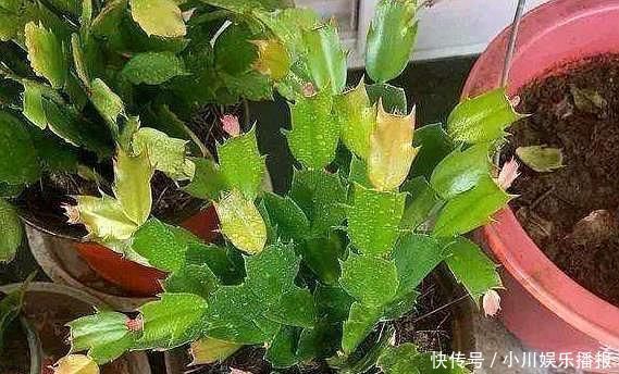 蟹爪兰发出这个“信号”,一定不要忽视,是在提醒你
