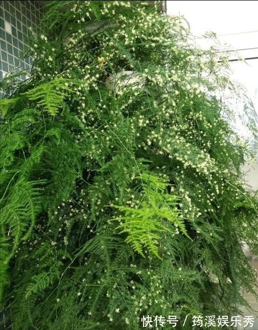 5种“大叶花”轻易不开花，开花就带“好兆头”，养一盆你就赚