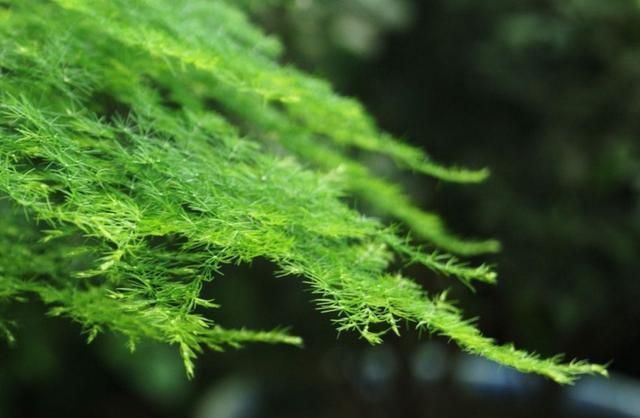 养殖|家庭养殖文竹只要做到此4点,新手也可以养的很茂盛