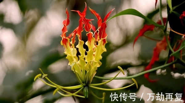 毛孔|疏通不同类型的皮肤毛孔的方式!疏通不同类型的皮肤毛孔的方式!