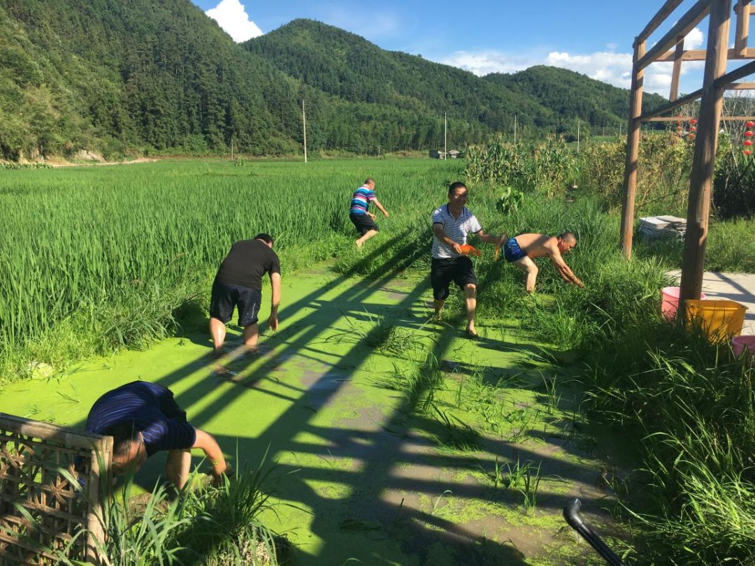 庆元周边的神仙古村，周末隐居刚刚好！|庆元村落 | 覆盆子