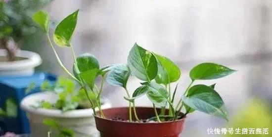 茉莉花|7种爱“喝醋”的花草,浇水时加点“醋”,根壮叶绿、不怕黄叶