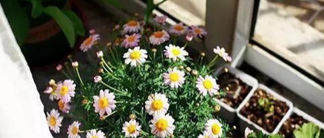 勺浇盆|春天养花不用愁,厨房里的它,取1勺浇盆里,啥花都疯长