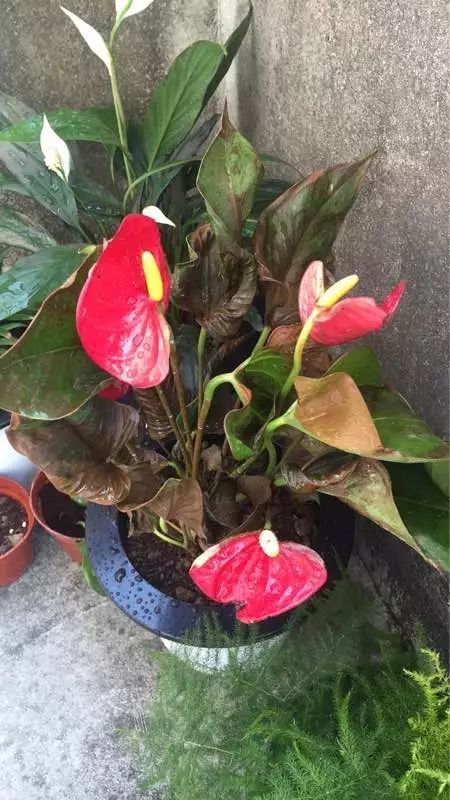 5种花不要“乱晒”,越晒叶越黄,小心晒一盆死一盆!