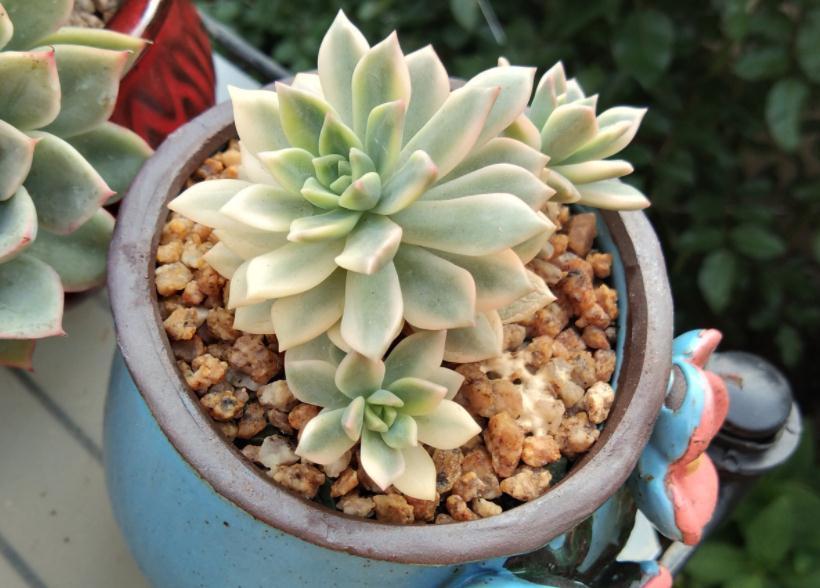 “踩坑”这8点,养多肉会越来越差,有心人:不敢忘!