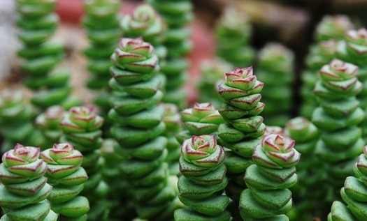 多肉新手入坑,这几款多肉易爆盆还好养,呆萌可爱还耐养