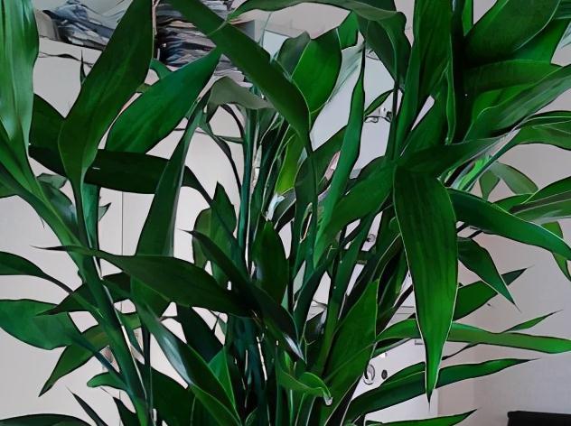 3盆花很怕冷，入冬后养室内，做好保暖很重要，别大意了