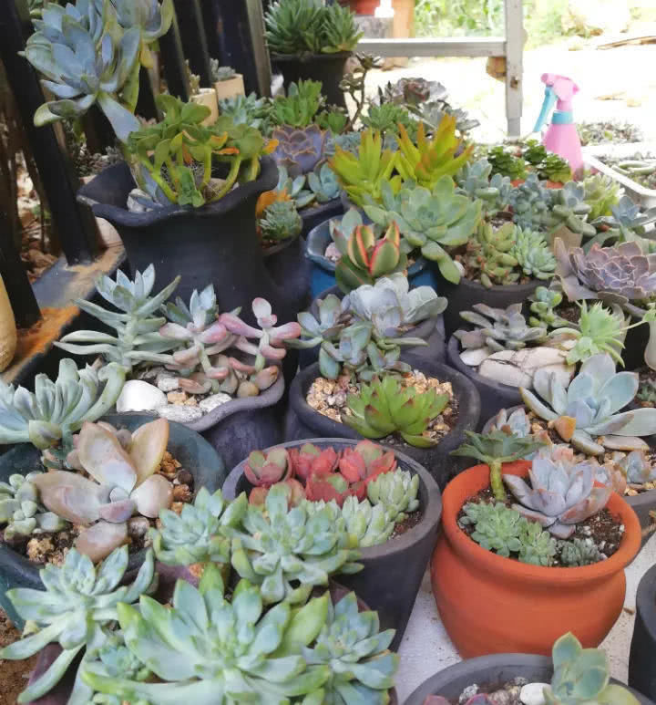 穷养|这6种花就要穷养,不花钱不用管,个个肥得流油