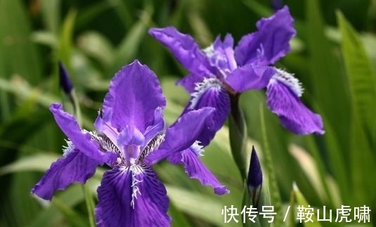 养花试试此几种,花大色艳花期长,繁花似锦,美轮美奂