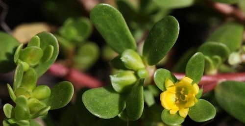 吃了显年轻的食物，清热解毒、益气排毒、吃了都说好