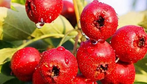 女性到了中年常吃3种食物,补充营养,延缓衰老,好吃又不贵