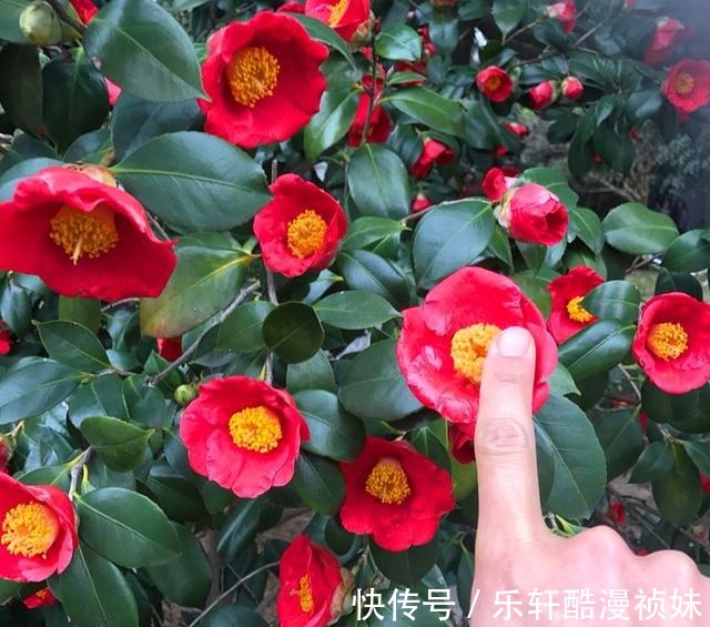 8种“洋气花”,天冷别喷水,不然黄叶、掉花苞,越养越难看