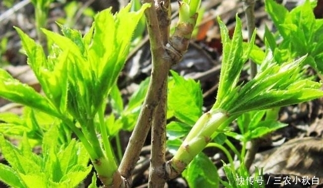 刺龙芽|比牛肉还贵的野菜，种植它可一年收入上百万！