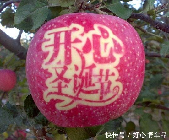 苹果|苹果的功效与作用及禁忌。