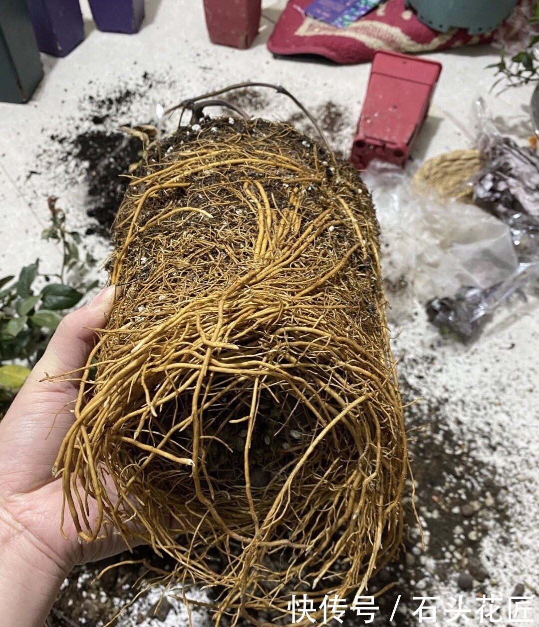 铁线莲|12月之前,养铁线莲要做对“3件事”,是明年开花的“保证”