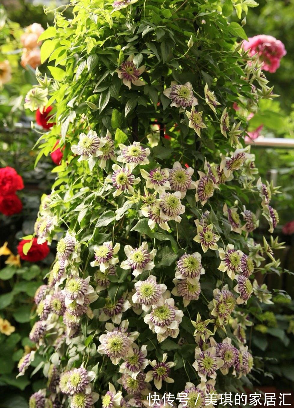 花朵|你的阳台还缺花吗？养棵“新幻紫”吧，花朵又美又仙，三季有花赏