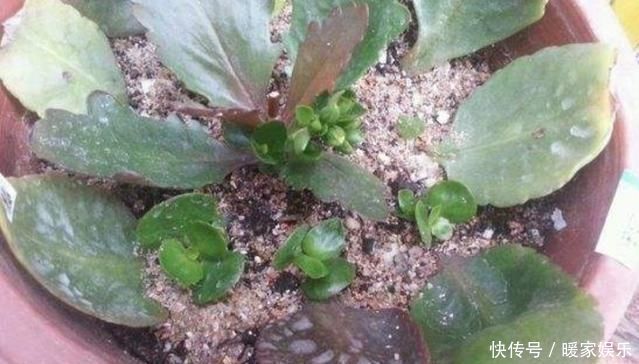 叶片|养4种花,摘下片叶子就能扦插,一样能生根成活