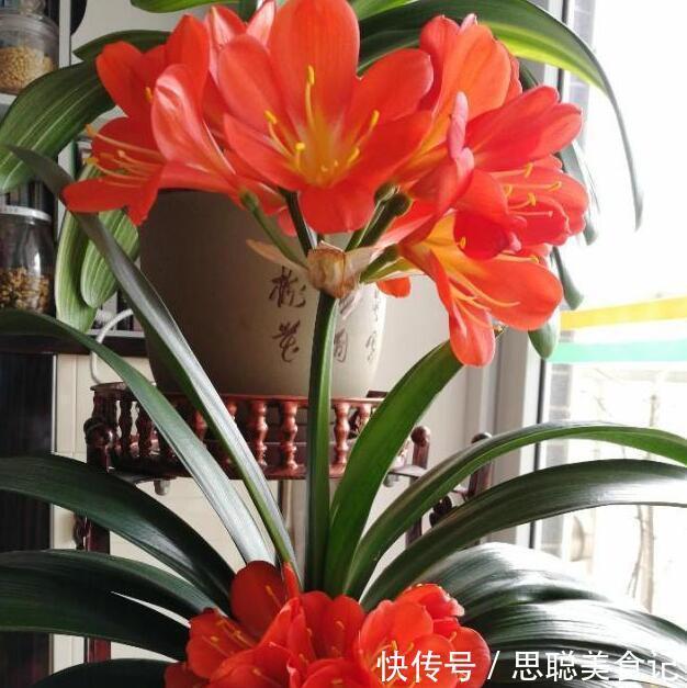 君子兰是多晒好，还是少晒好？很多人弄反了，难怪黄叶不开花