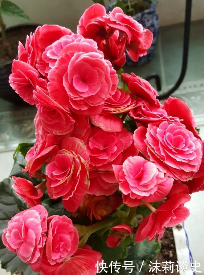 4种花美翻天,全年开花色彩斑斓,入手不亏