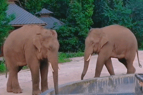 普洱市 普洱:“象”见恨晚的地方