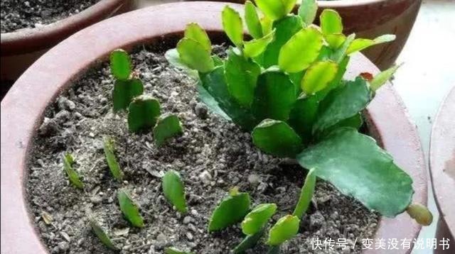 5种常见的花，现在还能扦插，再晚不容易生根！