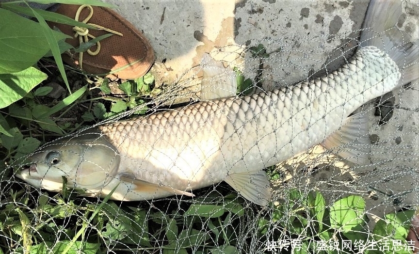 谨记|夏天野钓谨记这几点,新手变高手,原来钓鱼也有套路