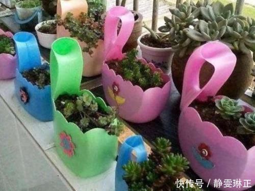 家里养花怎能少了它们！当花盆，独特、美观又省钱！