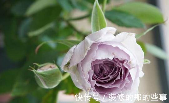 养花试试这几款,花很大,通常成群结队开放,是完美的玫瑰品种