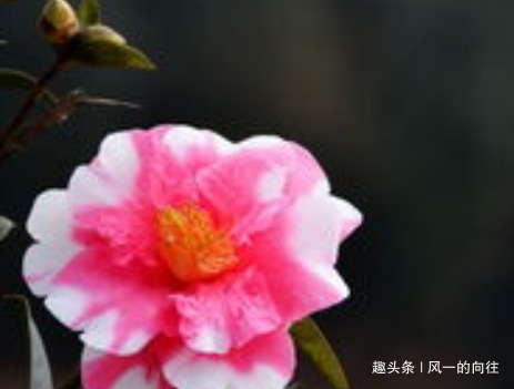 家养山茶花总是难开花学会这三个小技巧，轻松花开爆满盆