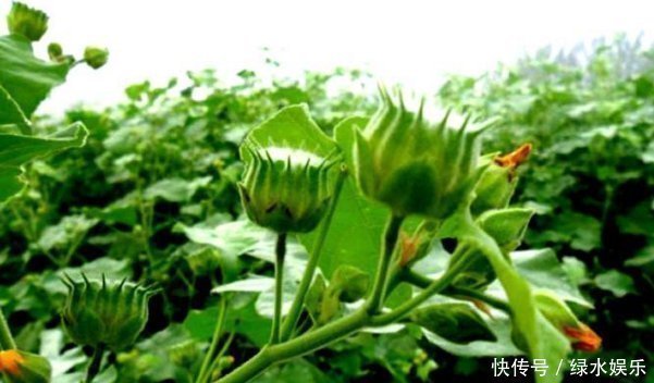 播种|农村山里的野草,消肿止痛、清热利湿,遇到请珍视,别忽视