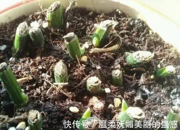 此5种花，把“叶子全剪掉”重新养护，2个月轻松爆盆！