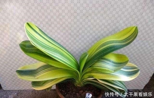 天热了,君子兰要“睡觉”,有几件事不能做,不然烂根又黄叶