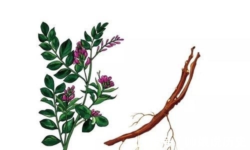 护肝|现代医学发现:食用这种中药,有护肝养胃等五大健康疗效!