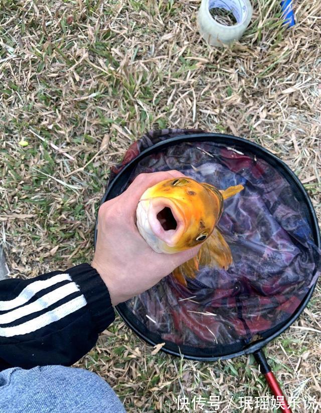 价值上千?深圳钓友钓了条奇鱼,有人出1000想买,钓友:已经放了