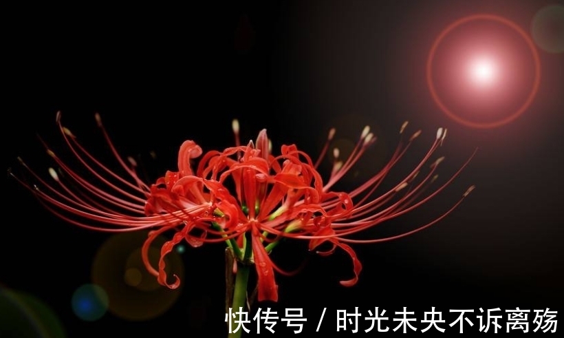 彼岸花的故事,颜色绚丽无比,花语充满彷徨跟追忆