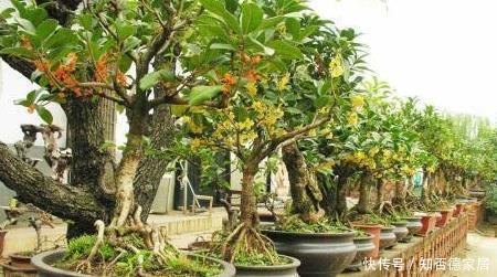 要让桂花开花多,有4点很关键,中秋佳节赏桂花,满树花苞香味足