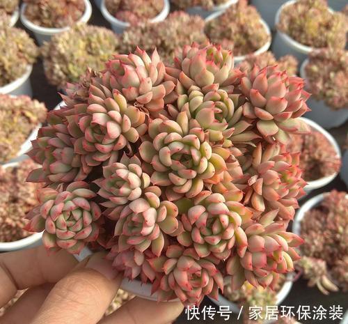 多肉小美女,好看又好养,易群生长满盆,养成果冻色老桩!