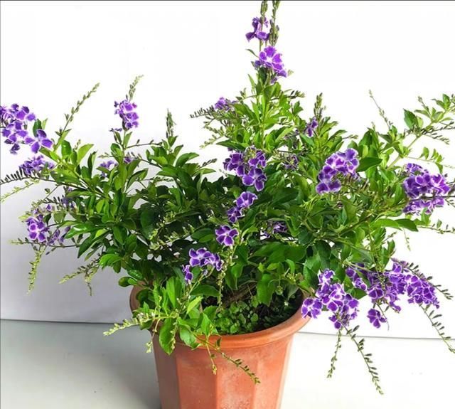 夫人|养花试试这几款，花朵美丽可以用来制作花篱笆和花墙