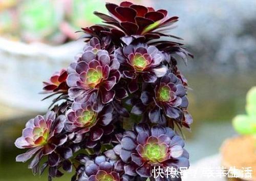 植株|家里养黑法师,狠心虐一虐,颜色美美哒,长成霸气老桩!