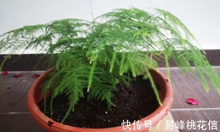 花友们|【值得收藏】集合常见的养花问题,帮分析病因、解决方法