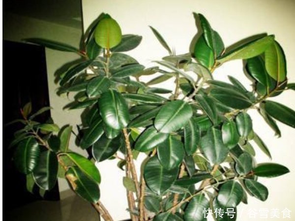 不要再养绿萝了,客厅养上3种“树”,旺宅招财还养人,寓意还好