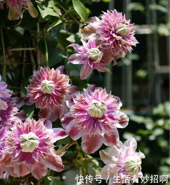 最漂亮的“爬墙花”,开花漂亮赛牡丹,连皇家花园都种它,值得养!