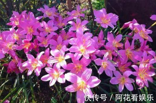 喜欢在家中阳台养护漂亮的花卉，就选择花色艳丽，花期长的花卉