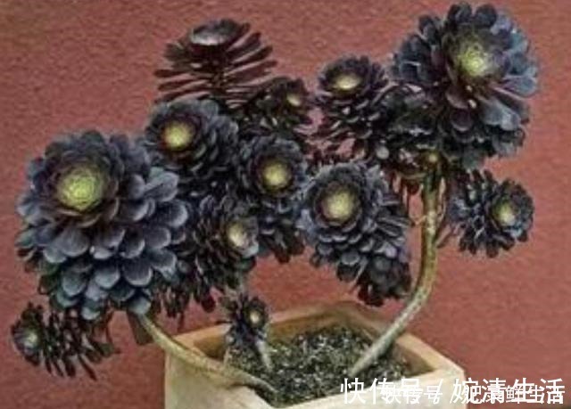 多肉植物|常见的4种多肉植物，也能养成漂亮的盆景，观赏效果更佳！