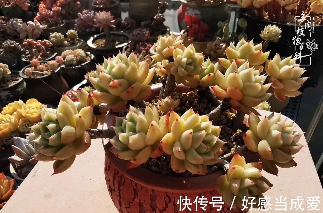 治愈之“肉”:愿所有的养肉人都被这些“胖子们”治愈