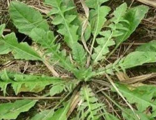 非传染性溃疡|乡村有些喂猪的野菜,具有镇咳、祛痰、治气喘和支气管炎等作用