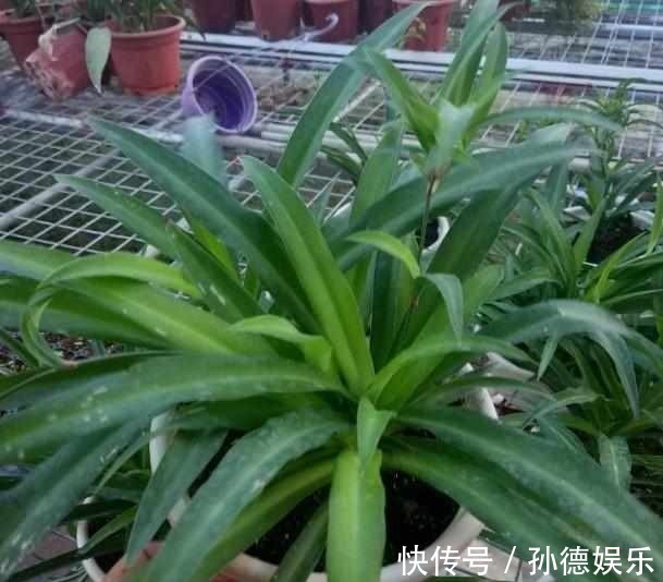 细数那些超耐阴的花,光照少长满屋,懒人大爱